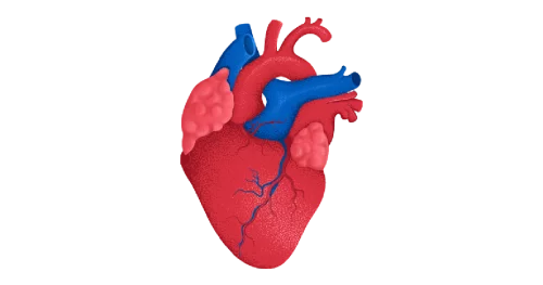 The cardiovascular system.